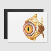 眼魚 (正面/裏面)