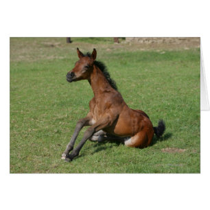 着席のアラビアの子馬