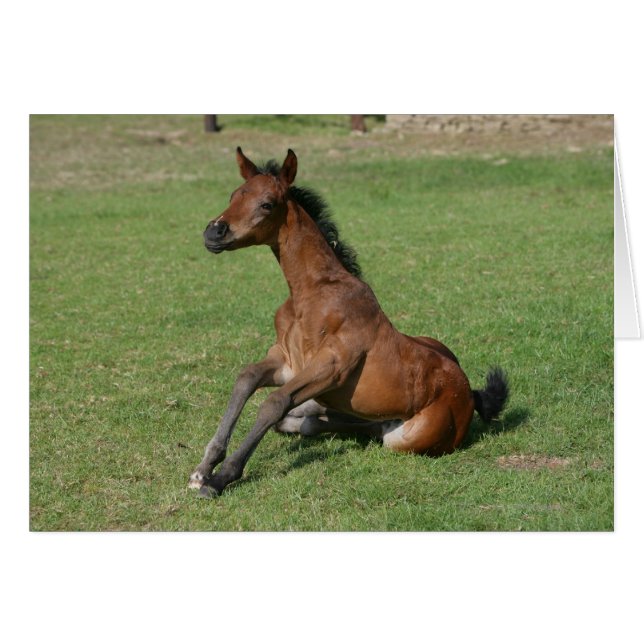 着席のアラビアの子馬 (正面横)
