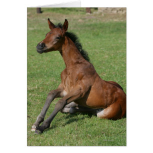 着席のアラビアの子馬