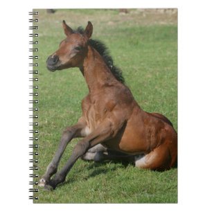 着席のアラビアの子馬 ノートブック