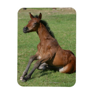 着席のアラビアの子馬 マグネット