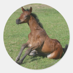 着席のアラビアの子馬 ラウンドシール