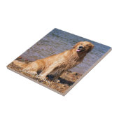 着席のゴールデン・リトリーバー タイル (側面)