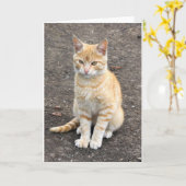 着席の子猫の挨拶状 カード (黄色い花)