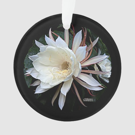 着生サボテンの花 オーナメント (正面)