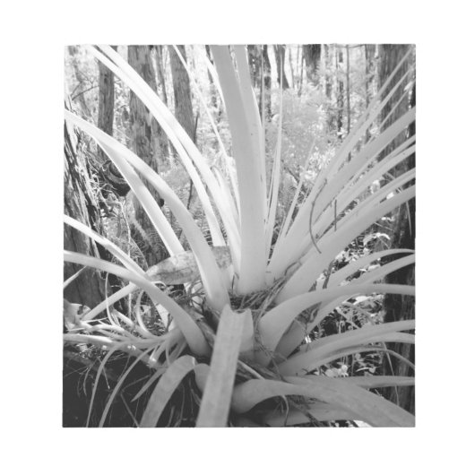 着生植物のティランジアはフロリダでよく見られる ノートパッド (正面)