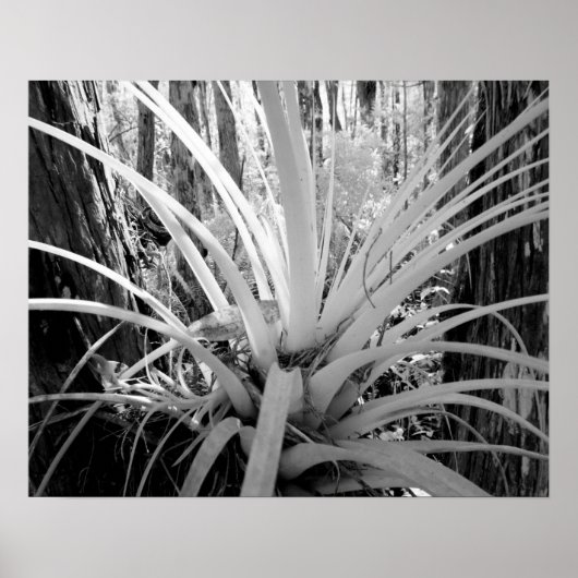 着生植物のティランジアはフロリダでよく見られる ポスター (正面)