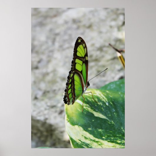 着色ガラス ポスター (正面)