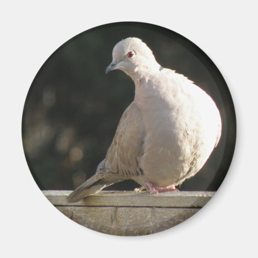 着色鳩マグネット マグネット (正面)