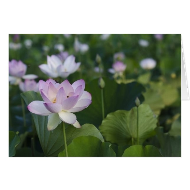 着陸のために来ること (正面横)