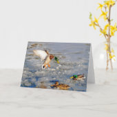 着陸のマガモのアヒルの野性生物の芸術挨拶カード カード (黄色い花)