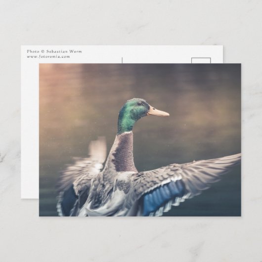 着陸ダック自然写真 ポストカード (正面/裏面)