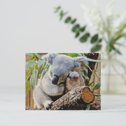 睡眠のコアラ ポストカード (スタンド正面)