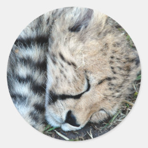 睡眠のチータのカブスの写真 ラウンドシール