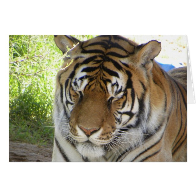 睡眠のトラカード(h) (正面横)