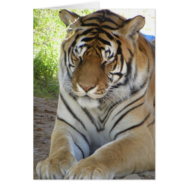 睡眠のトラカード(v) (正面)