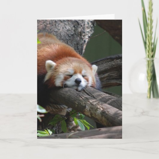 睡眠のパンダくまの挨拶状 カード (正面)