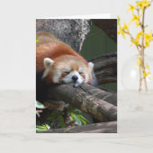 睡眠のパンダくまの挨拶状 カード (黄色い花)