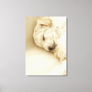 睡眠のプードルの子犬 キャンバスプリント