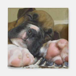 睡眠のボクサーの子犬の正方形の磁石 マグネット