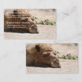 睡眠のラクダ 名刺 (正面/裏面)