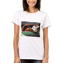 睡眠のレッサーパンダ