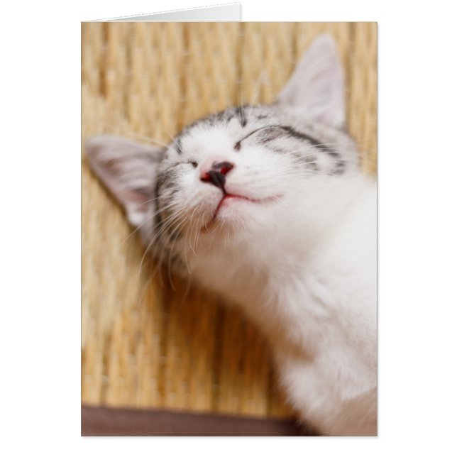 睡眠の子ネコ (正面)