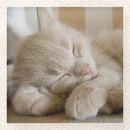 睡眠の子ネコ ガラスコースター (正面)