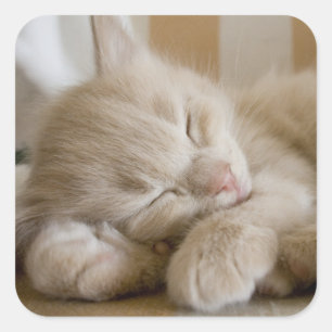 睡眠の子ネコ スクエアシール