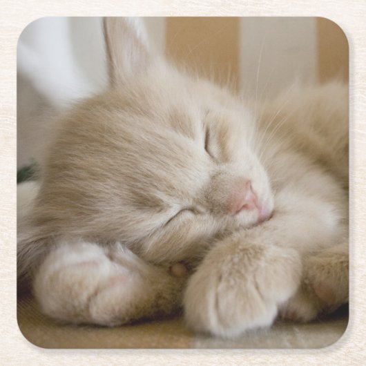 睡眠の子ネコ スクエアペーパーコースター (正面)