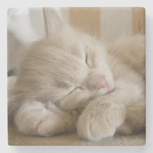 睡眠の子ネコ ストーンコースター (正面)