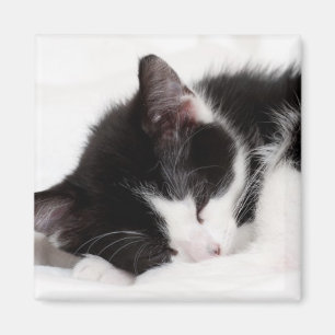 睡眠の子ネコ マグネット