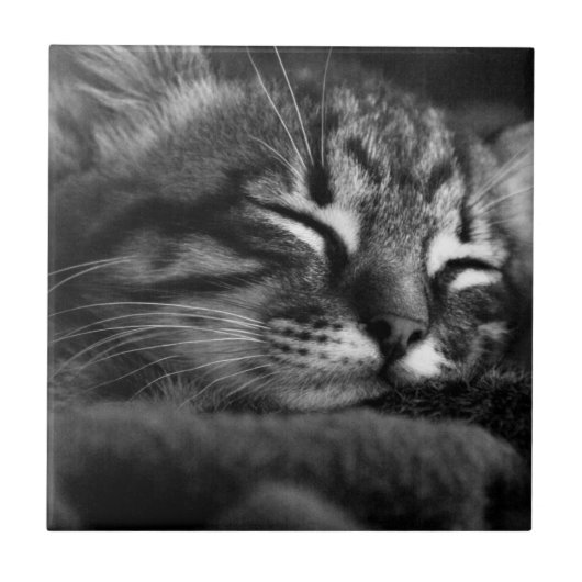 睡眠の子猫 タイル (正面)
