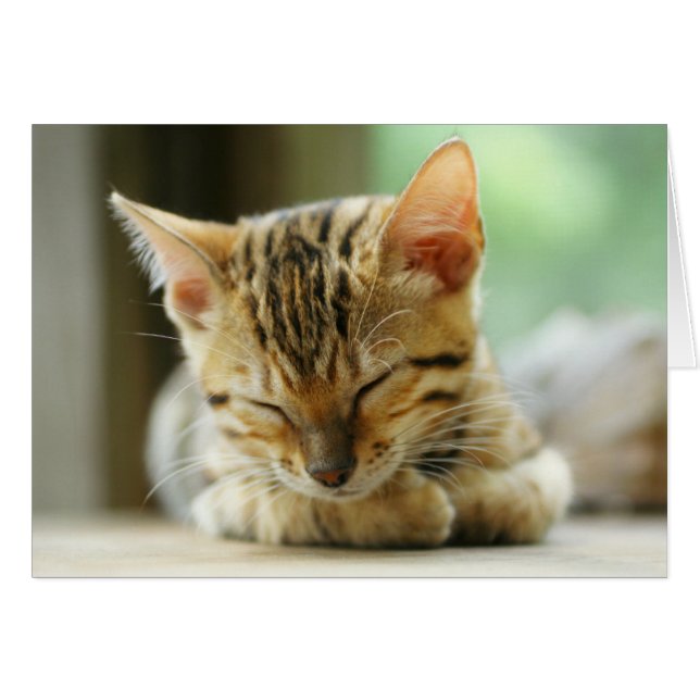 睡眠の小さいベビーの子猫 (正面横)