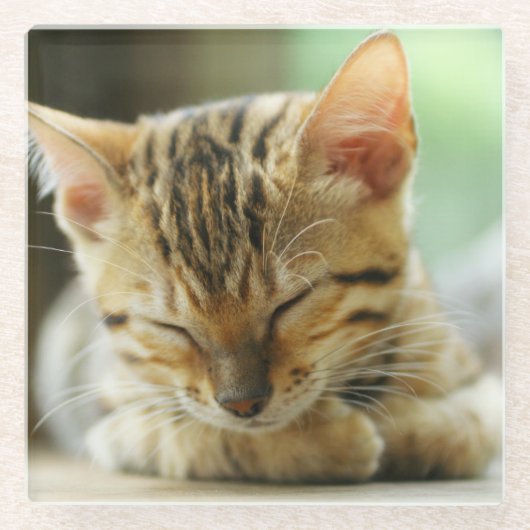 睡眠の小さいベビーの子猫 ガラスコースター (正面)