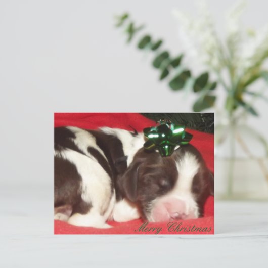 睡眠の英国のスプリンガースパニエルのクリスマスの子犬 シーズンポストカード (スタンド正面)
