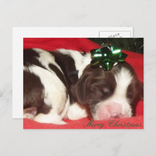睡眠の英国のスプリンガースパニエルのクリスマスの子犬 シーズンポストカード (正面/裏面)