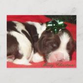 睡眠の英国のスプリンガースパニエルのクリスマスの子犬 シーズンポストカード (正面)