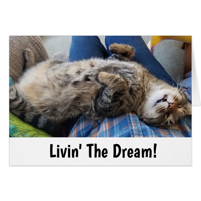 睡眠の虎猫猫のユーモア (正面横)