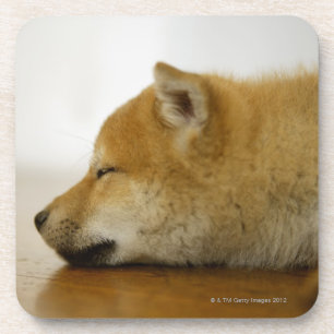 睡眠のShibaケン2 コースター