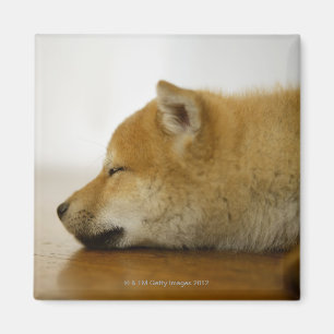 睡眠のShibaケン3 マグネット