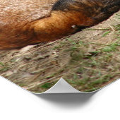 睡眠キツネ ポスター (角)