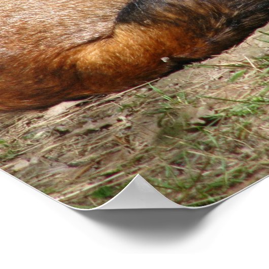 睡眠キツネ ポスター (角)