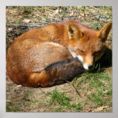 睡眠キツネ ポスター (正面)