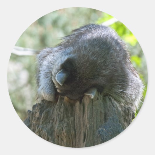 睡眠中のアライグマのシール ラウンドシール (正面)