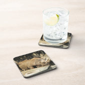 睡眠中のサイ コースター (右側)