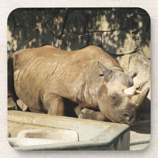 睡眠中のサイ コースター (正面)