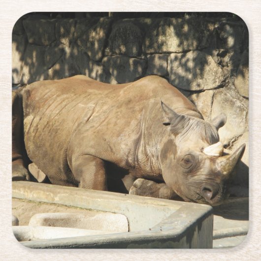 睡眠中のサイ スクエアペーパーコースター (正面)