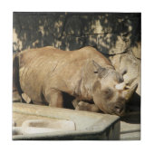 睡眠中のサイ タイル (正面)